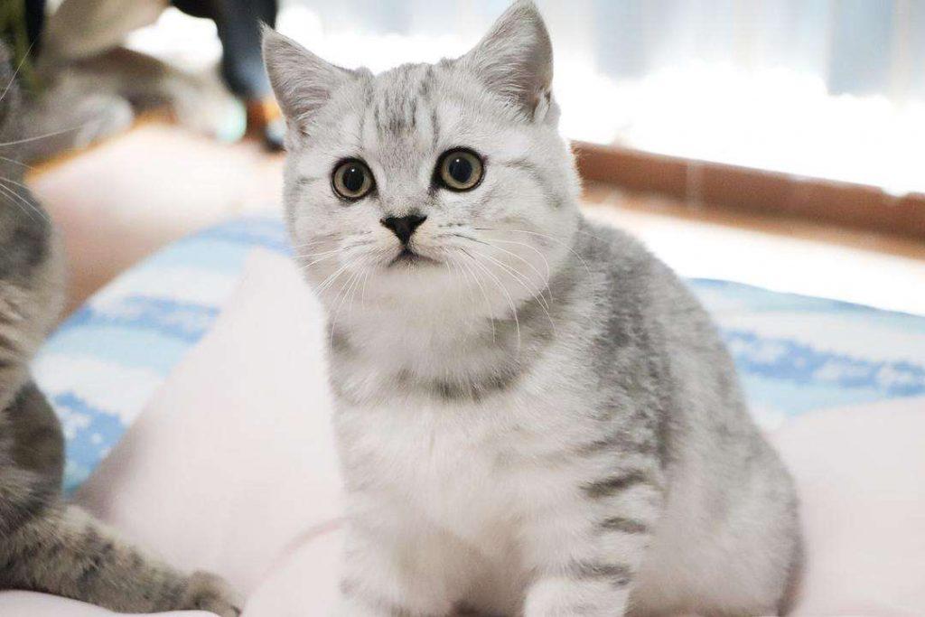 长相可爱,性格温顺的银渐层的价格,你知道吗?(图1)