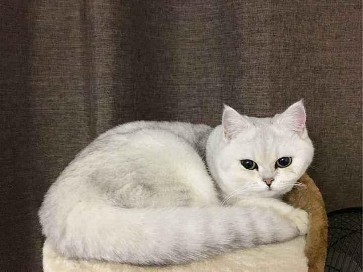 长相可爱,性格温顺的银渐层的价格,你知道吗?(图6)