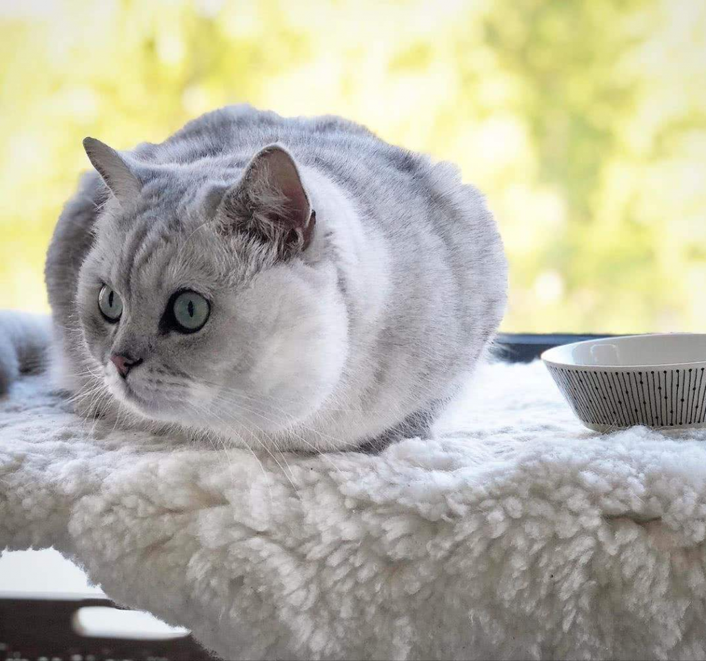 长相可爱,性格温顺的银渐层的价格,你知道吗?(图8)