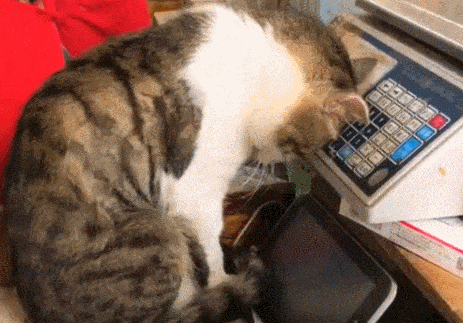 猫在收银台睡觉,搞得老板都没办法工作了(图1)