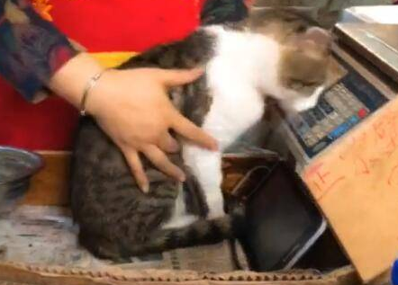 猫在收银台睡觉,搞得老板都没办法工作了(图2)