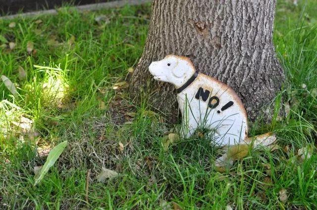 狗狗的便便直接反应狗狗的身体健康情况!藏在狗狗便便里的那些秘密(图13)