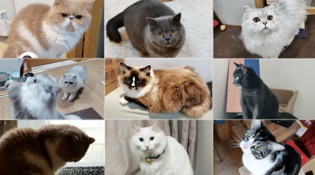 小伙轮流上门照顾9只猫咪,爱心暖爆朋友圈(图1)