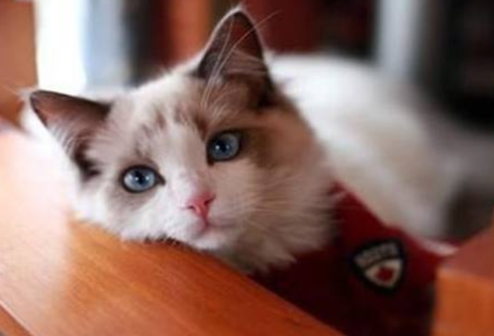 猫咪肠胃炎几天会死?宠物猫肠胃炎多少天会死?(图5)