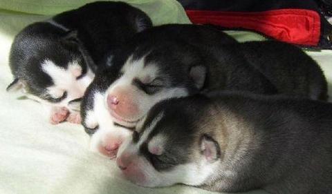 新出生的幼犬怎么喂养才好?新生幼犬喂养手册(图3)