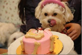 新出生的幼犬怎么喂养才好?新生幼犬喂养手册(图2)