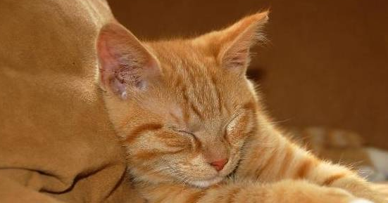 主人半夜着急带着猫咪去看急诊,仔细一看后,网友都忍不住大笑了(图1)