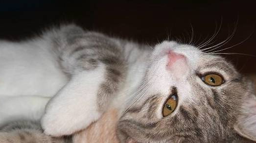 主人半夜着急带着猫咪去看急诊,仔细一看后,网友都忍不住大笑了(图2)