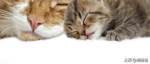 猫的指甲需要按时修剪,脚毛需要吗?怎样给猫咪修剪脚毛?(图1)