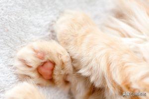 猫的指甲需要按时修剪,脚毛需要吗?怎样给猫咪修剪脚毛?(图4)