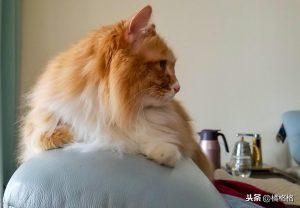 猫的指甲需要按时修剪,脚毛需要吗?怎样给猫咪修剪脚毛?(图5)