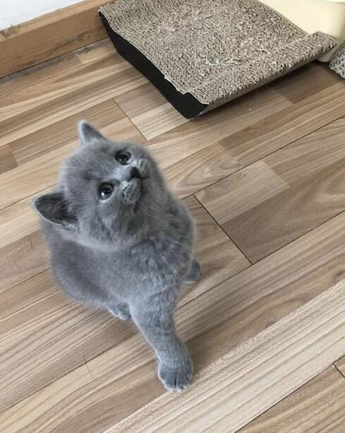 主人一个月没回家,回家后猫咪一边咬他,一边委屈的哭(图1)