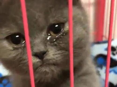 主人一个月没回家,回家后猫咪一边咬他,一边委屈的哭(图3)