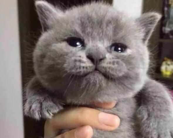 主人一个月没回家,回家后猫咪一边咬他,一边委屈的哭(图2)