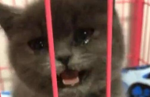 主人一个月没回家,回家后猫咪一边咬他,一边委屈的哭(图5)