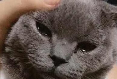 主人一个月没回家,回家后猫咪一边咬他,一边委屈的哭(图4)