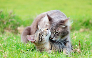 猫咪最新年龄换算表!不同年龄段的猫咪,应该要怎么照顾呢?(图4)