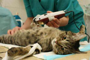 猫咪最新年龄换算表!不同年龄段的猫咪,应该要怎么照顾呢?(图6)