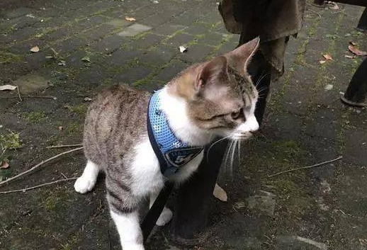 猫咪离家出走,回来时脖子挂了个牌子(图1)