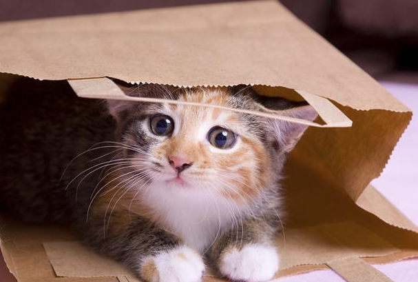 猫咪离家出走,回来时脖子挂了个牌子(图2)