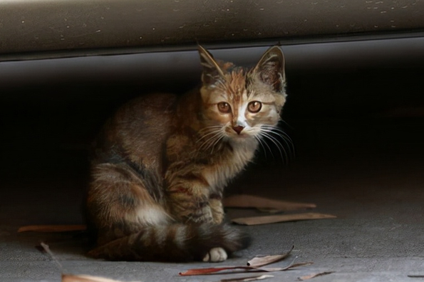 猫咪离家出走,回来时脖子挂了个牌子(图3)