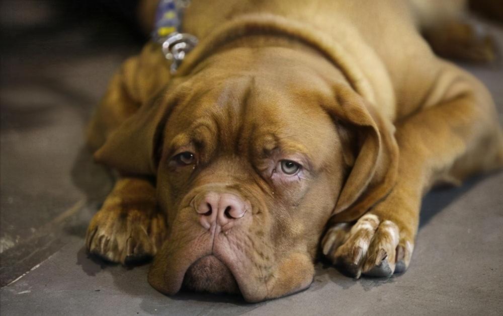 狗狗的鼻子为什么会褪色?导致狗狗鼻子颜色不黑的原因有哪些?(图2)