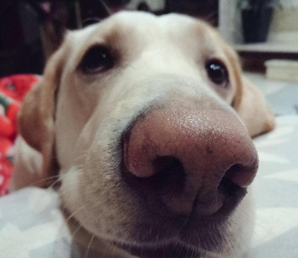 狗狗的鼻子为什么会褪色?导致狗狗鼻子颜色不黑的原因有哪些?(图1)