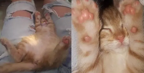 酒吧老板收养一只流浪猫,没想到它竟偷钱(图1)