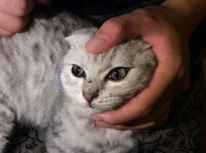 猫鼻支治疗费用是多少?可根据自家猫咪情况帮助恢复健康(图4)