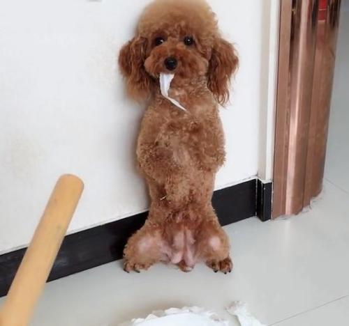 泰迪犯错后怎么教育有效?泰迪犬犯错后的5个有效教育方式(图1)