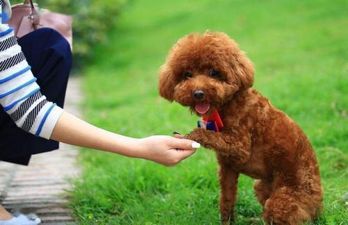泰迪犯错后怎么教育有效?泰迪犬犯错后的5个有效教育方式(图2)