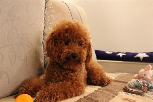 泰迪犯错后怎么教育有效?泰迪犬犯错后的5个有效教育方式(图3)