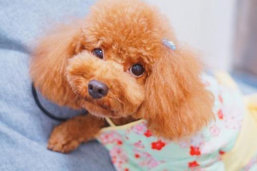 泰迪犯错后怎么教育有效?泰迪犬犯错后的5个有效教育方式(图4)