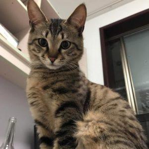 狸花猫的平均寿命是多久?如何正确饲养狸花猫?(图1)