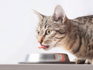 狸花猫的平均寿命是多久?如何正确饲养狸花猫?(图2)