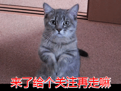 狸花猫的平均寿命是多久?如何正确饲养狸花猫?(图8)