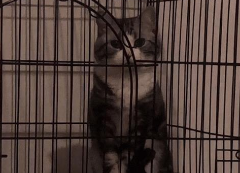 老爸发来消息说猫不吃猫粮,网友点开后语塞(图1)