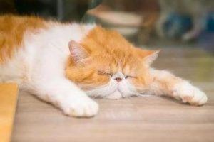 如何挑选健康小猫咪?饲养猫咪的注意事项有哪些?(图1)