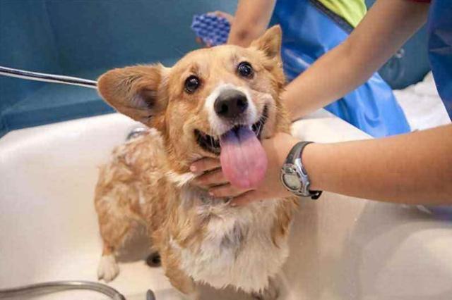 家里总是飘着一股狗味?分享6个去除异味的小妙招(图1)