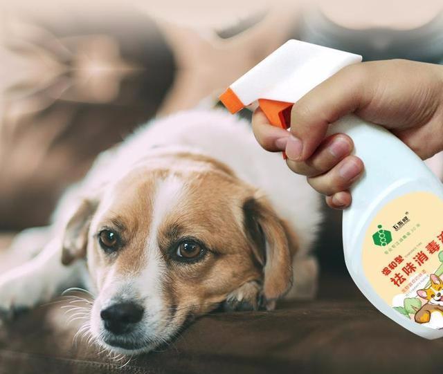 家里总是飘着一股狗味?分享6个去除异味的小妙招(图4)