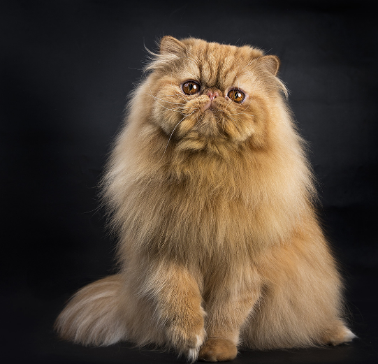 深化电商合作,玛氏宠物与天猫国际携手打造爆品(图1)