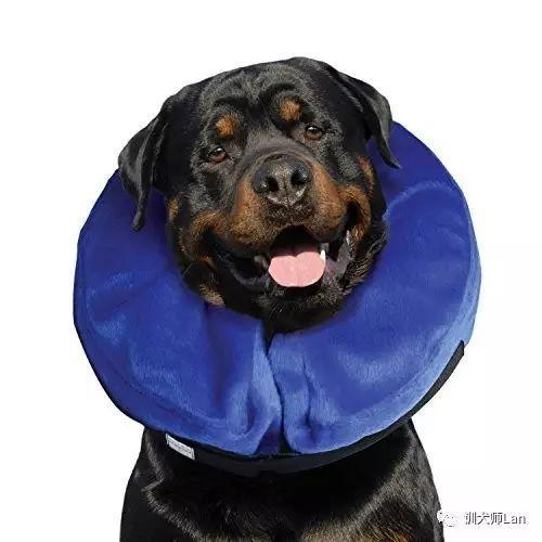 狗狗绝育后应该注意什么?狗狗绝育后恢复期会出现哪些症状和现象?(图1)