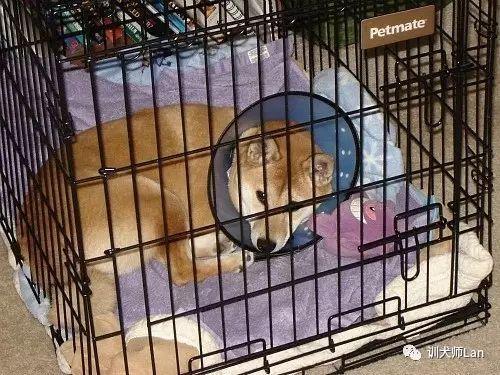 狗狗绝育后应该注意什么?狗狗绝育后恢复期会出现哪些症状和现象?(图4)