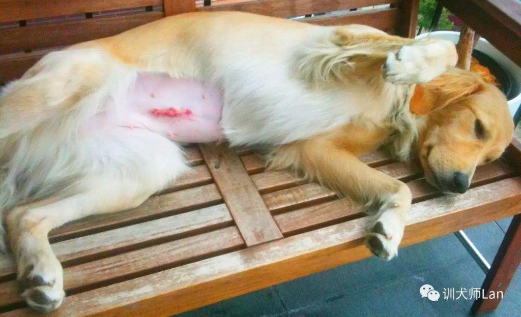 狗狗绝育后应该注意什么?狗狗绝育后恢复期会出现哪些症状和现象?(图3)