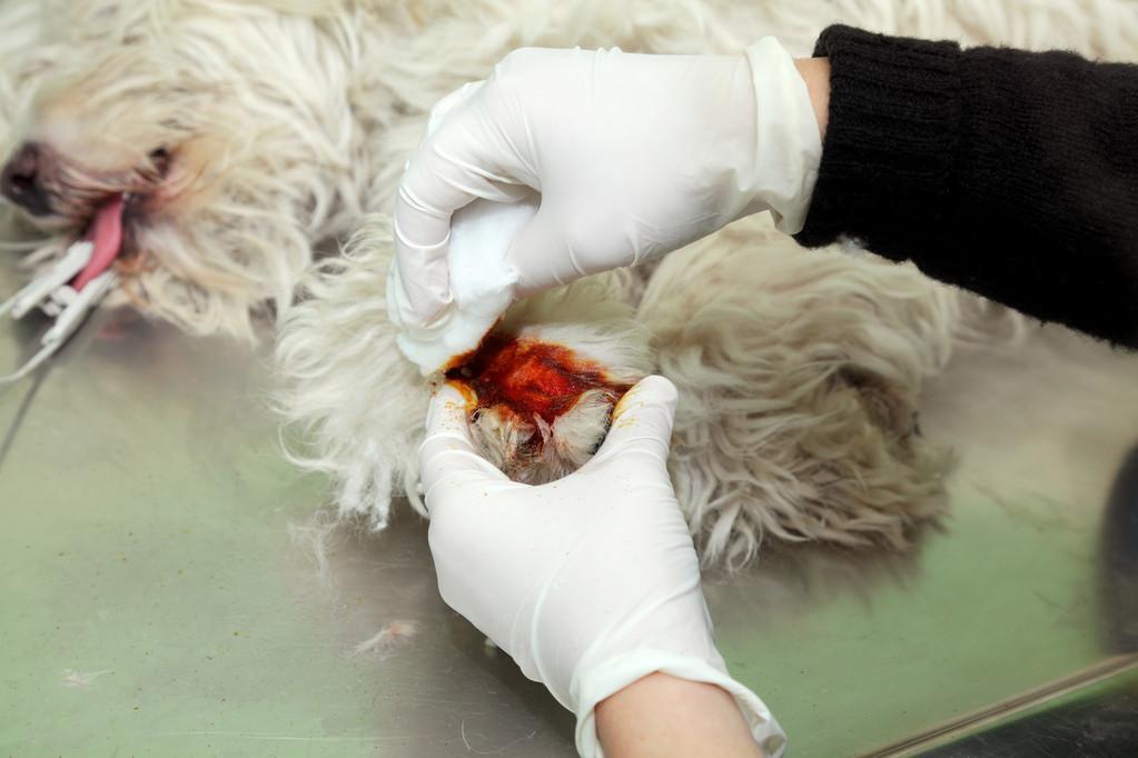 家里有没有备下面这6种能让狗狗保持健康的药品?赶紧备一些吧(图2)