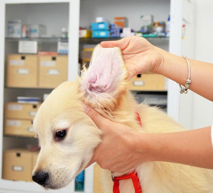 家里有没有备下面这6种能让狗狗保持健康的药品?赶紧备一些吧(图3)