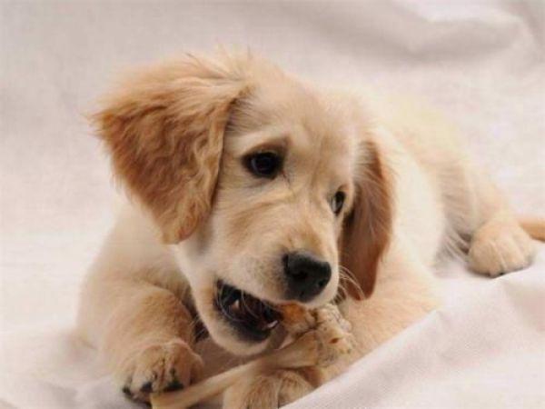 狗狗的这3个饮食坏习惯会伤害身体,铲屎官需要注意了!(图2)