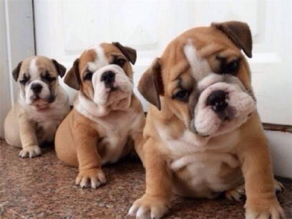 狗狗的这3个饮食坏习惯会伤害身体,铲屎官需要注意了!(图3)