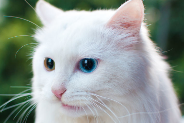 上海艾吉宠物医院课堂:导致猫咪打喷嚏有血的原因(图1)