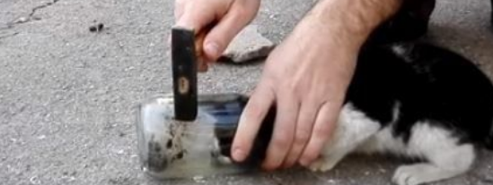 猫头卡璃罐罐险死 铁鎚敲3下只见它呆滞眼神(图1)